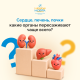 Не сердце: какой орган трансплантируют чаще всего?